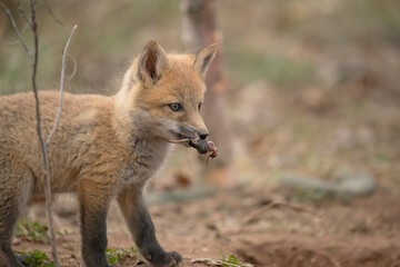 Red fox