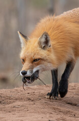 Red fox with prey