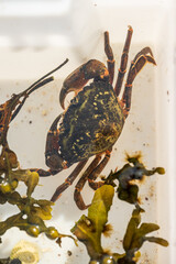 Crab inside container with seaweed and debris.