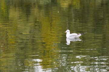 gull on lake in autumn