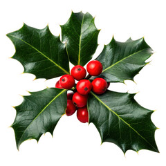 Flowers and Leaves in Christmas New year PNG concept. Holly leaves and red berries arranged in a decorative cluster.