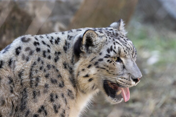 Obraz premium The snow leopard (Panthera uncia)