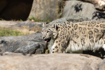 Obraz premium The snow leopard (Panthera uncia)