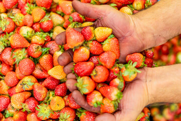 Closeup of fresh natural strawberry fruit