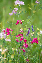pink and white flowers in the summer meadow