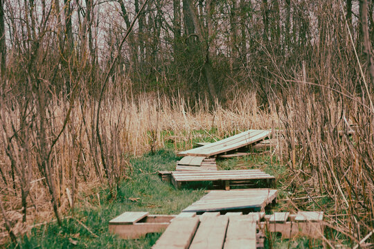 boardwalk in the woods