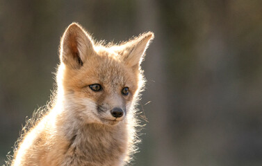 Red fox