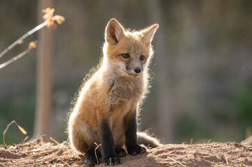 Red fox
