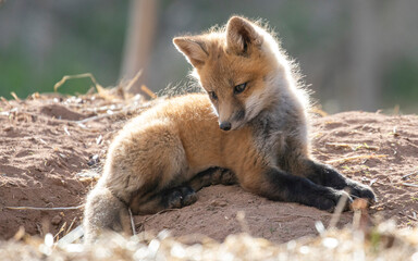 Fototapeta premium Red fox