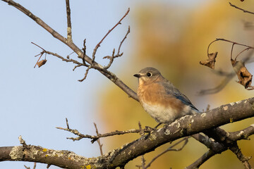 eastern bluebird (Sialia sialis) in autumn