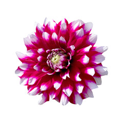 Vivid close-up image of a beautiful red and white flower with a bright yellow center isolated on a transparent background.