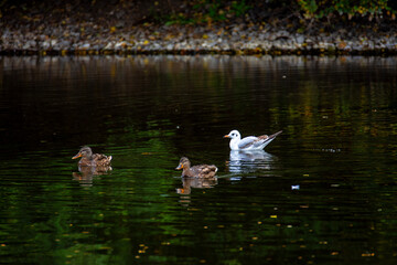 Wild grey ducks swim in the city pond. Birds in the city.