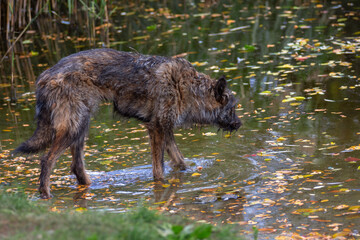 A sick, dirty dog ​​drinks water from a pond. Abandoned pets.