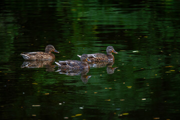Wild grey ducks swim in the city pond. Birds in the city.