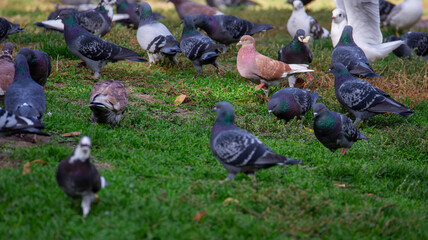 Obraz premium A lot of pigeons are looking for food in the grass. Birds in the city.