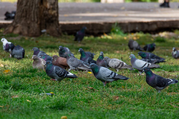 Fototapeta premium A lot of pigeons are looking for food in the grass. Birds in the city.