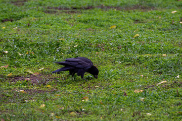 A funny black crow pecks a nut. Birds in the city.