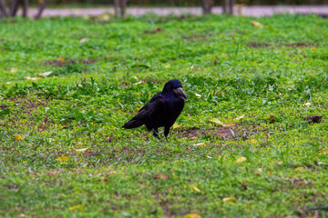 A funny black crow pecks a nut. Birds in the city.