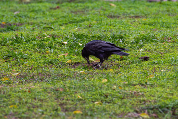 A funny black crow pecks a nut. Birds in the city.