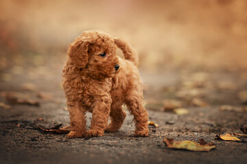 Red poodle puppy on an autumn walk, magical warm light and beautiful portrait of a dog in autumn