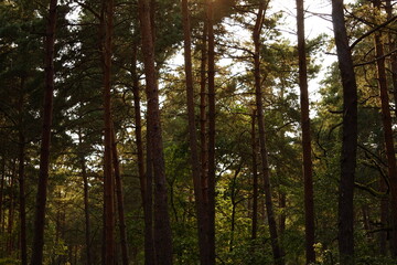 Obraz premium Forêt mystérieuse (Fontainebleau)
