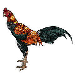 rooster isolated on white