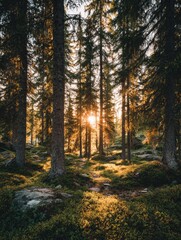 Obraz premium Forest scene with tall trees, dappled sunlight, and a glimpse of the sun