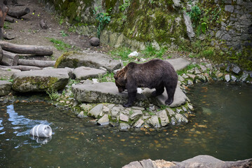 Brown Bear Near Pond in Natural Habitat in a Zoo in Cesky Krumlov in South Bohemia in Czech Republic