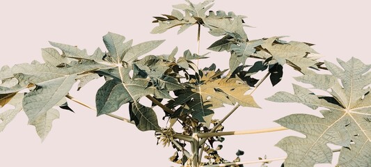 Papaya Leaves Close-Up on Light Background | Tropical Green Foliage Plant
