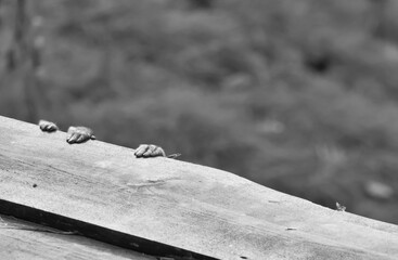 I'm still holding on (Macaca fuscata)