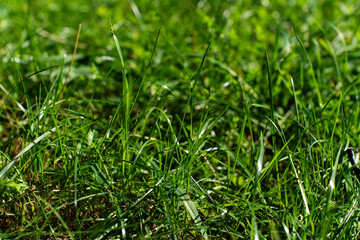 Fresh green grass in sunlight with a natural soft bokeh background orange autumn summer spring