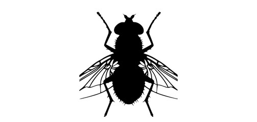 a black silhouette of a fly on a transparent backgroundant, black, bug, insect, profile, wasp 