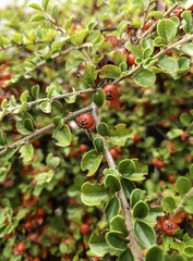 Tree with red berries