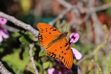 butterfly on flower