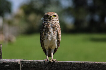 owl perched on branch