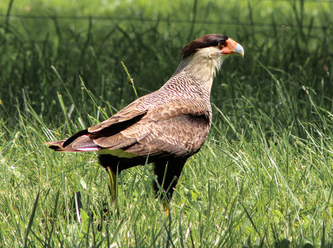 carancho caracara