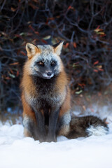 Red fox, cross colour morph. 