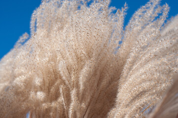 A close-up shot of feathery pampas grass with a smooth, white texture against a vibrant blue sky,...
