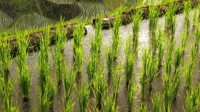 Rice Field Agriculture Product of Southeast Asia with Rain Drops at Sunset Time &ndash; Scenic Landscape of Green Paddy Fields Under Monsoon Rain and Golden Sunlight, Traditional Farming and Rural Nature