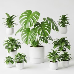 Obraz premium Collection of various potted houseplants arranged on a white background