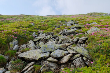 Beautiful Carpathian mountains in Ukraine