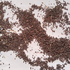 brassica campestris seeds on white background or mustard seeds isolated on white background 