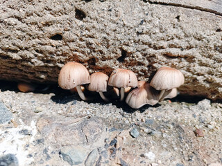 Closeup photo of Poisonous mushrooms. 