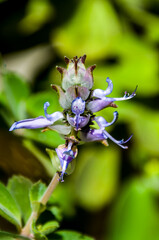 Coleus caninus o Plectranthus caninus, es una planta de la familia Lamiaceae
