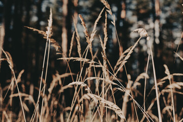 Fototapeta premium Close-up of wild grass in a field with a blurred background and warm tones. Grassland in autumnal season. Calm fall season nature.