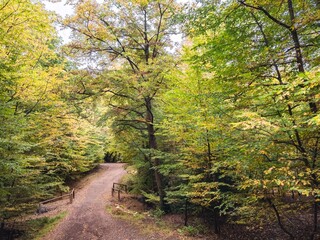 Epping Forest in Autumn 