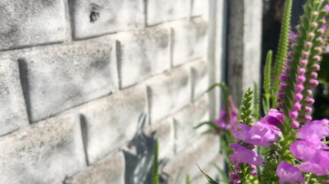 Bumblebees collect nectar from lilac flowers of Physostegia virginiana or obedient plant.