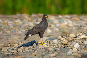 Great Black Hawk Buteogallus urubitinga, Uncommon in forest, marshes, and mangroves, where usually greatly outnumbered by similar Common Black Hawk. Slightly larger and lankier than Common Black Hawk,