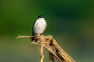 White-winged Swallow Tachycineta albiventer, Common swallow in tropical lowlands with a glossy blue-green back. Large white wing patches are easily visible in flight and on perched birds.