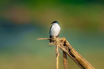 White-winged Swallow Tachycineta albiventer, Common swallow in tropical lowlands with a glossy blue-green back. Large white wing patches are easily visible in flight and on perched birds.